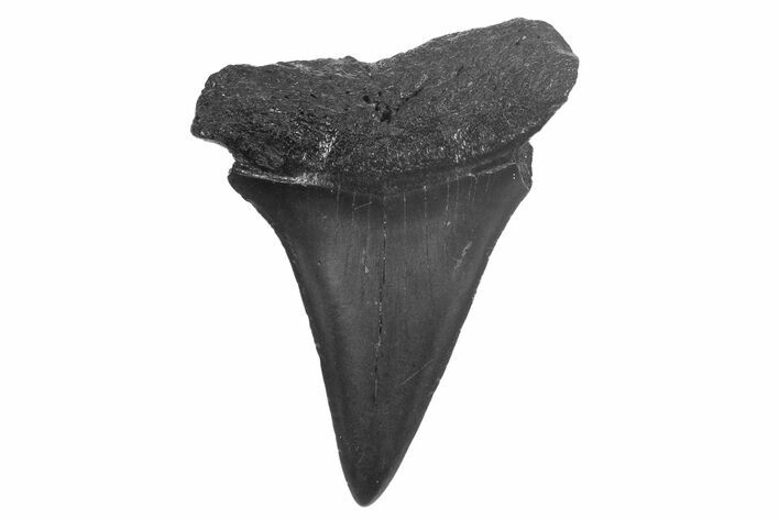 Fossil Broad-Toothed Mako Tooth - South Carolina #340980